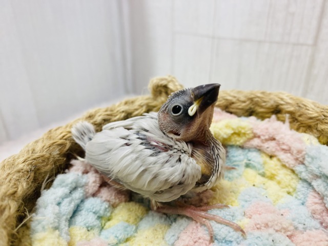 シルバー文鳥