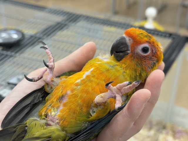 コガネメキシコインコ