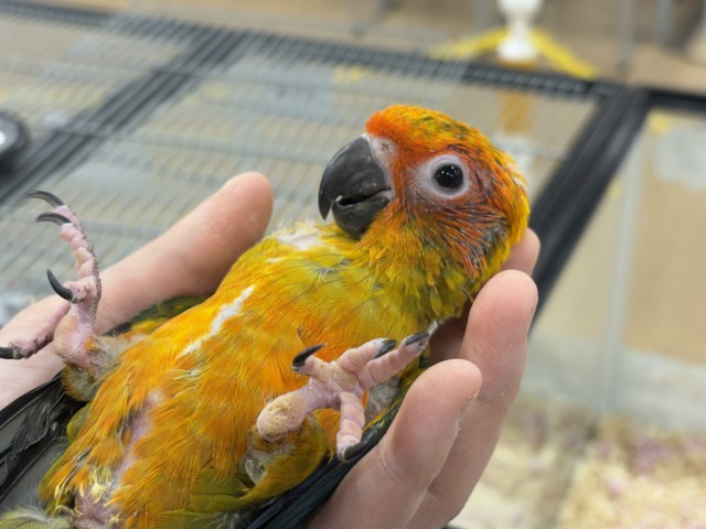 コガネメキシコインコ