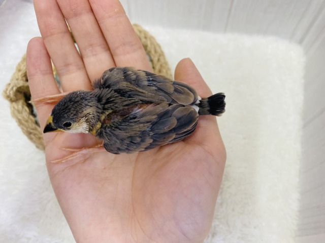 桜文鳥