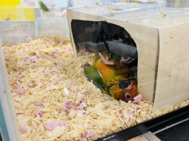 コガネメキシコインコ