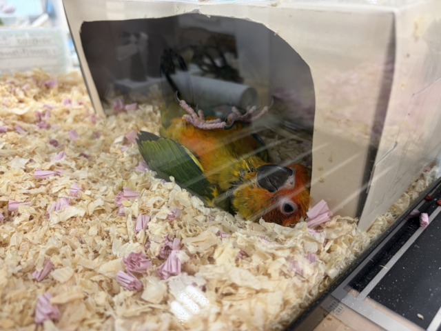 コガネメキシコインコ