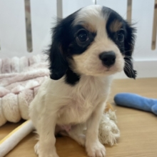 どっから見ても可愛いでしょ♡キャバリアくん！