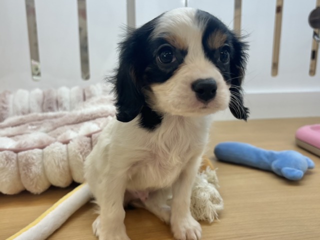 どっから見ても可愛いでしょ♡キャバリアくん！