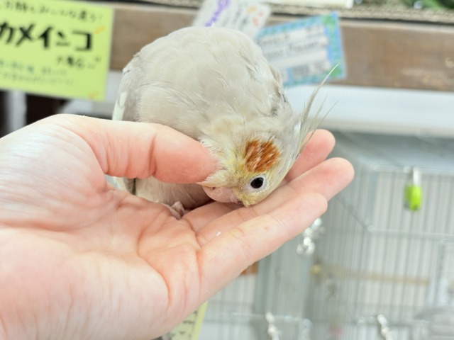 説明画像です
