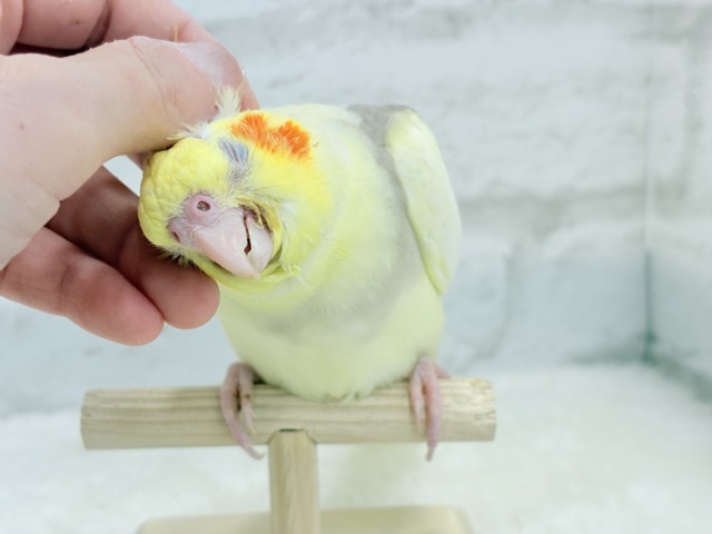 説明画像です