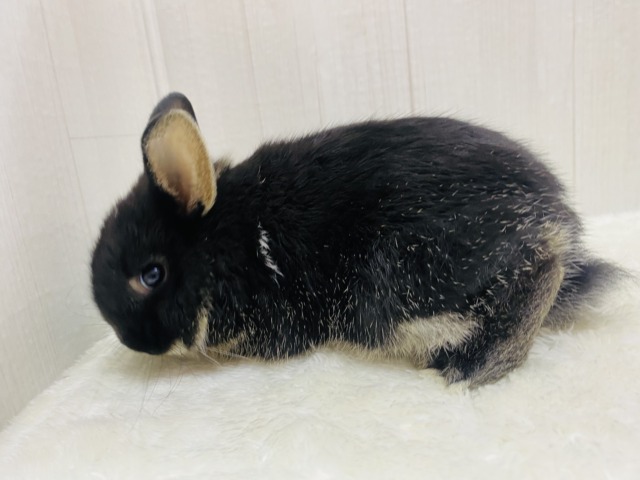 ネザーランドドワーフ