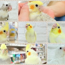 🐥千葉店🌾オカメインコフェスティバル🧚‍♀️🎡🪇