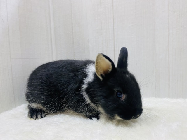 ネザーランドドワーフ