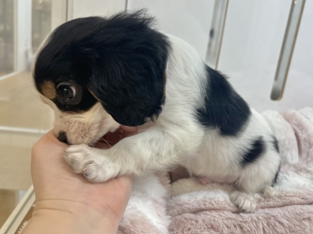 キャバリア・キングチャールズ・スパニエル