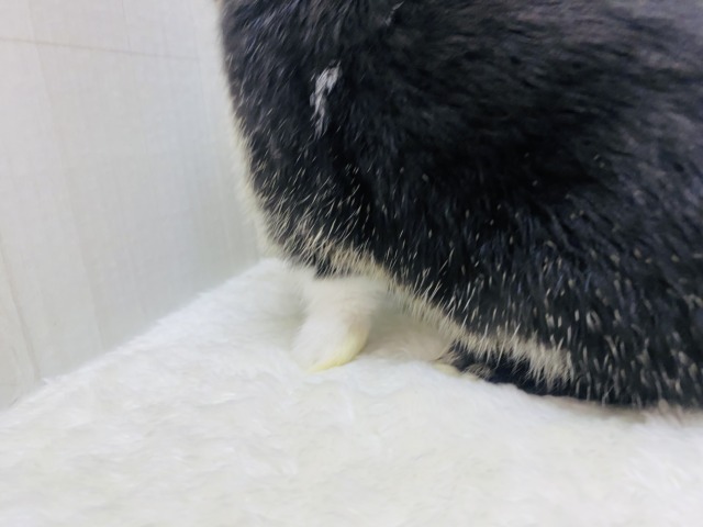 ネザーランドドワーフ