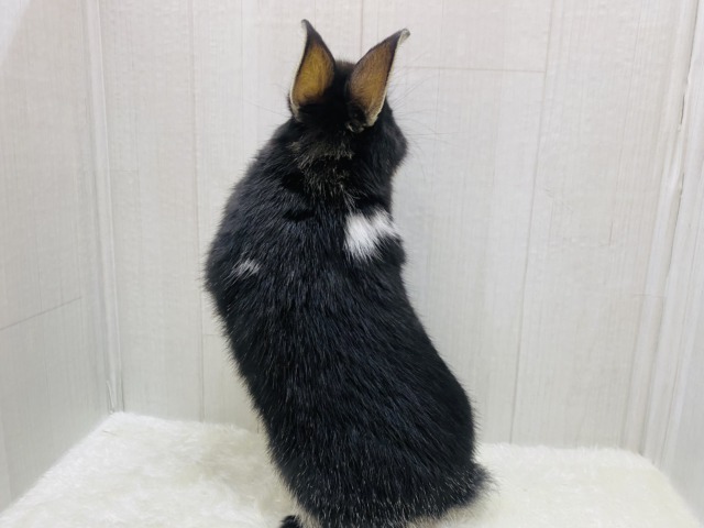 ネザーランドドワーフ