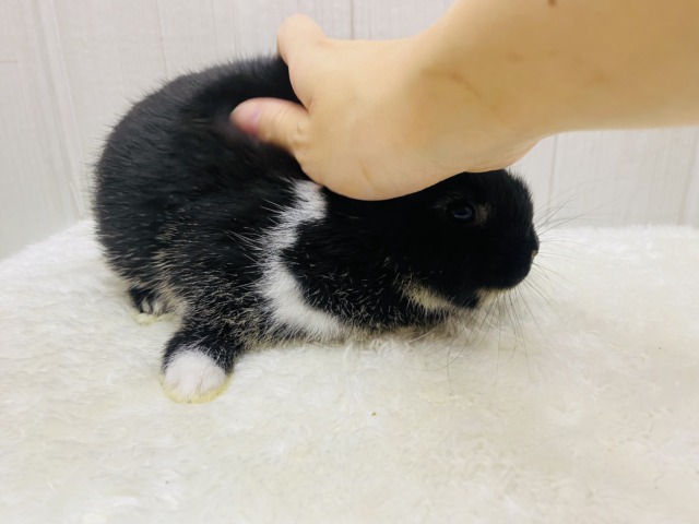 ネザーランドドワーフ