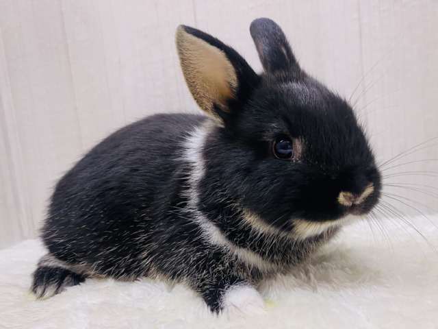 ネザーランドドワーフ