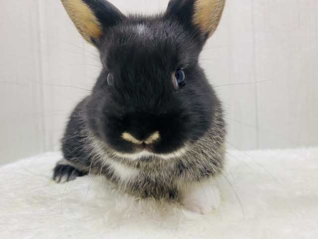 ネザーランドドワーフ