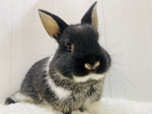 ちょこっとホワイト入れちゃいます🤍ネザーランドドワーフ男の子🌟