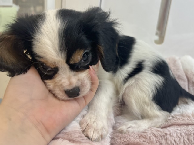 キャバリア・キングチャールズ・スパニエル