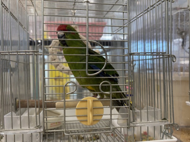 キガシラアオハシインコ