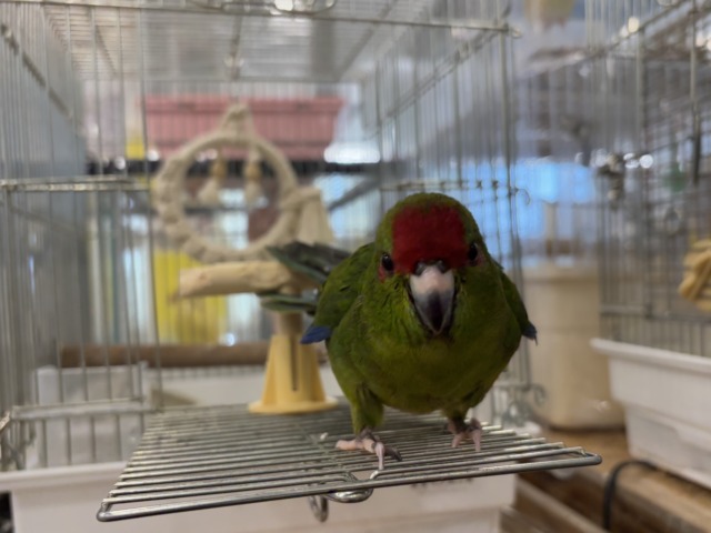 キガシラアオハシインコ