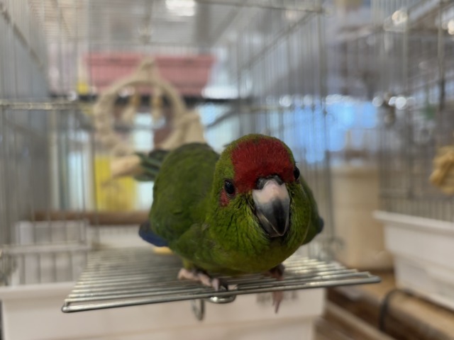 キガシラアオハシインコ