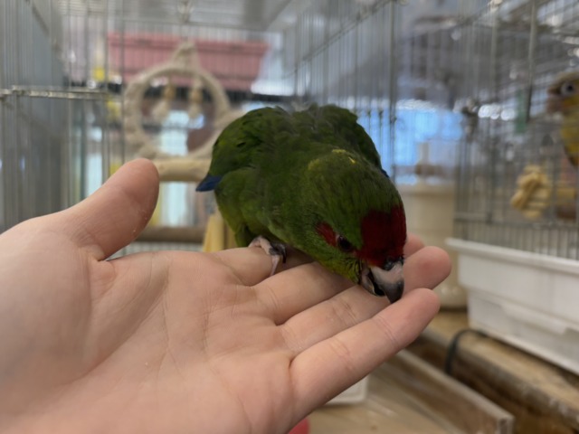 キガシラアオハシインコ
