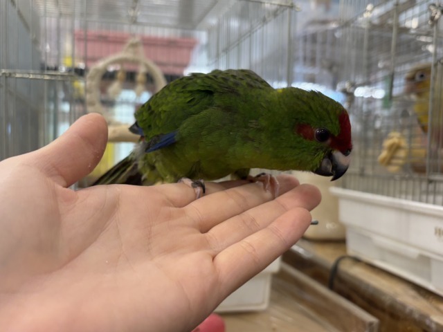キガシラアオハシインコ