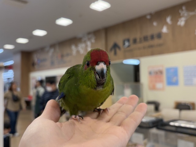 キガシラアオハシインコ