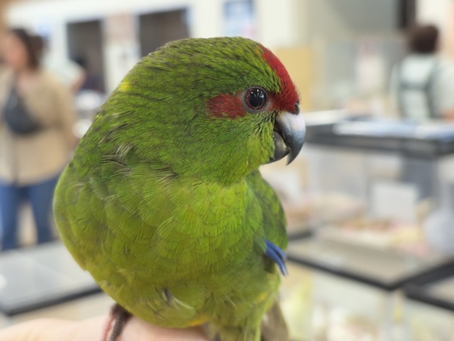 キガシラアオハシインコ