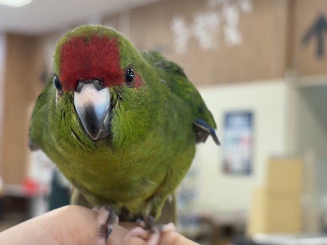 キガシラアオハシインコ