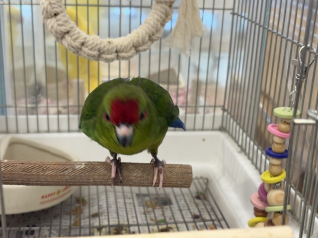 キガシラアオハシインコ