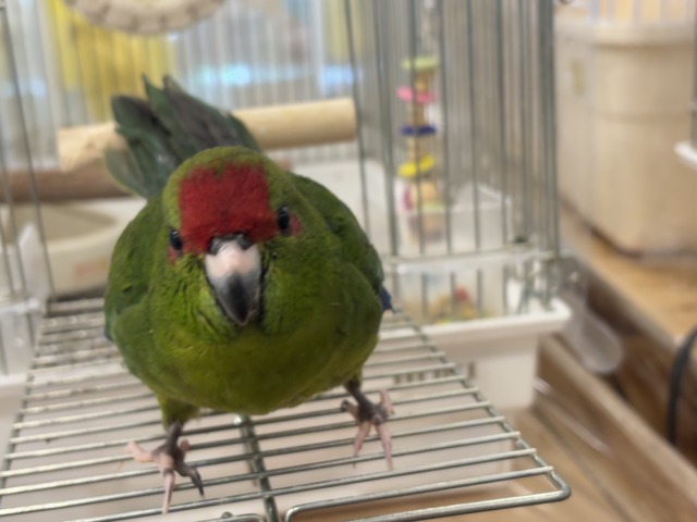 キガシラアオハシインコ