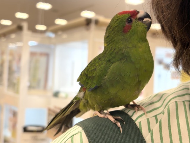 キガシラアオハシインコ