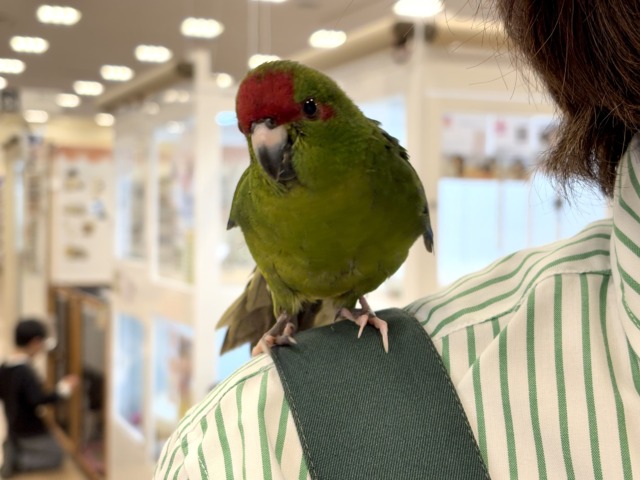 キガシラアオハシインコ