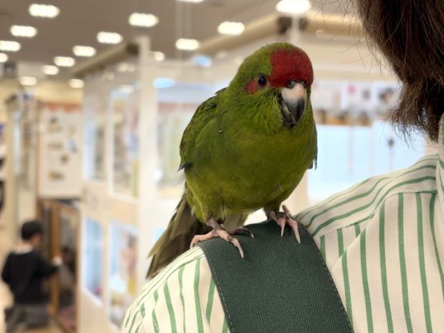 キガシラアオハシインコ