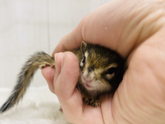 シマリス（ノーマル）