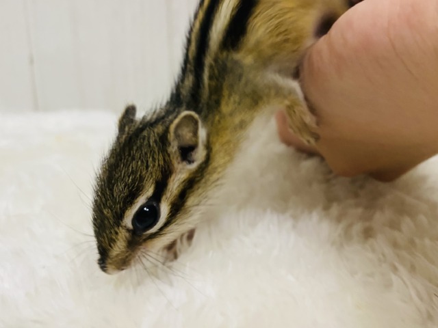 シマリス（ノーマル）