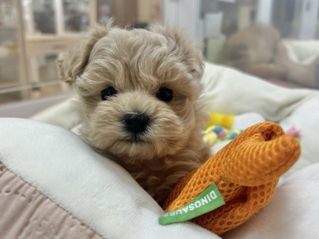 僕の明るさで世界を照らすよ✨マルプーくん! マルプー