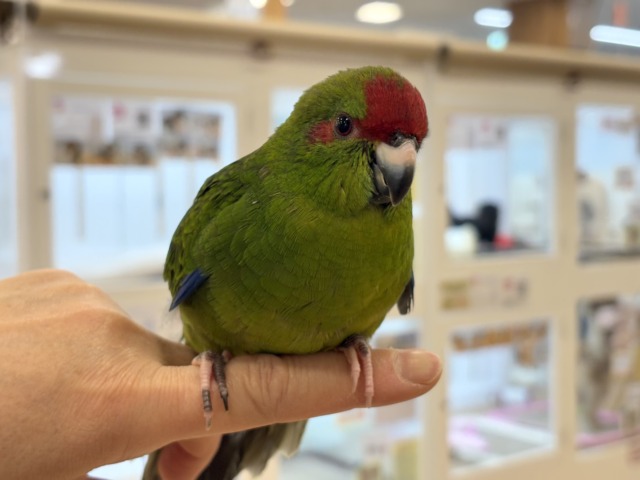 キガシラアオハシインコ