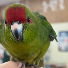 【最新画像更新🪄】毎日の成長が楽しみ♬*°キガシラアオハシインコ(ノーマル) ヒナ