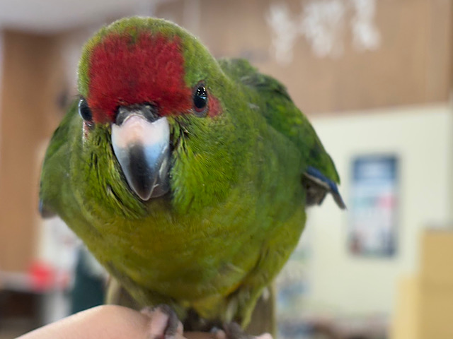【最新画像更新🪄】毎日の成長が楽しみ♬*°キガシラアオハシインコ(ノーマル) ヒナ