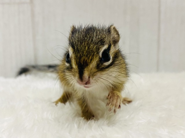 ついに…‼️シマリスの季節がやってきました🐿️🌱