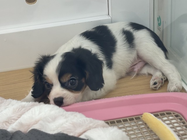 キャバリア・キングチャールズ・スパニエル