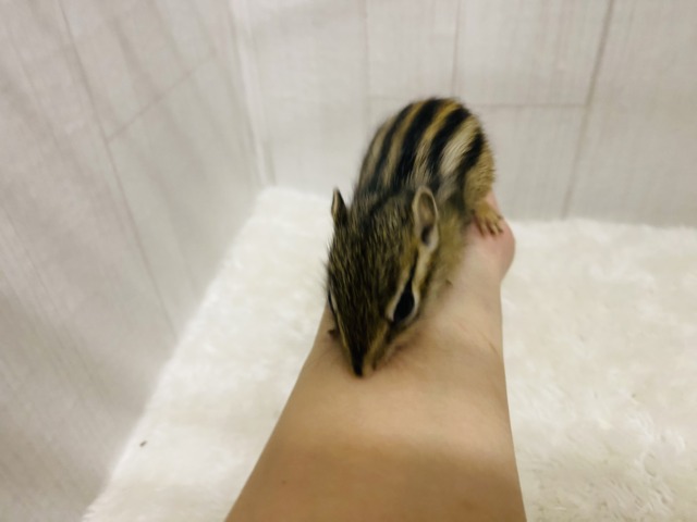 シマリス（ノーマル）