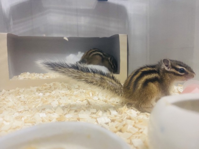 シマリス（ノーマル）