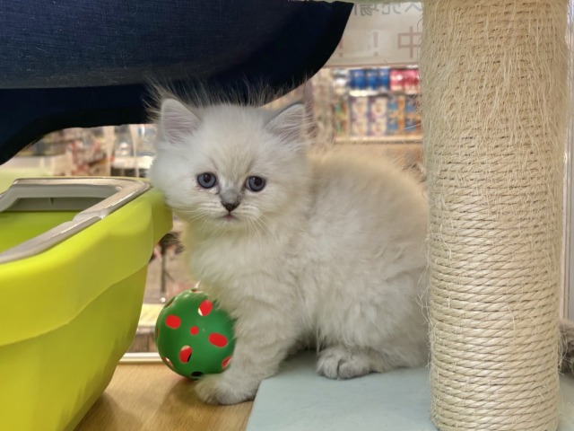 ネヴァマスカレード