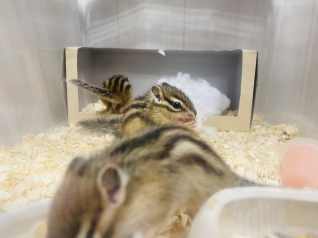 シマリス（ノーマル）