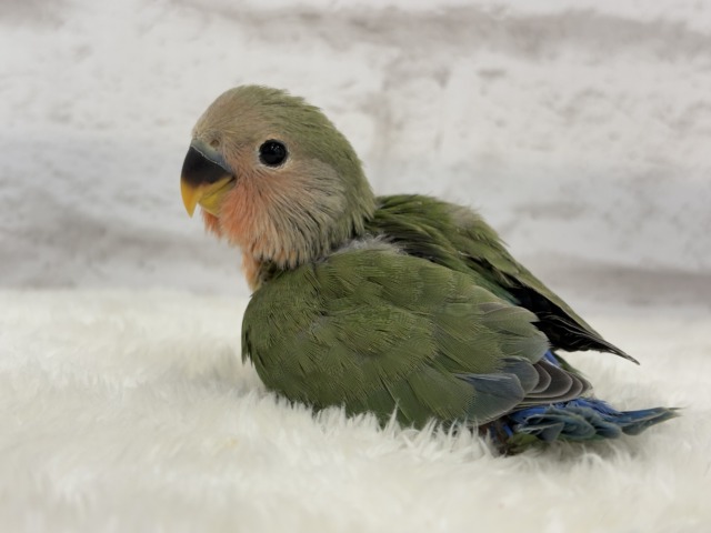 コザクラインコ（小桜インコ）