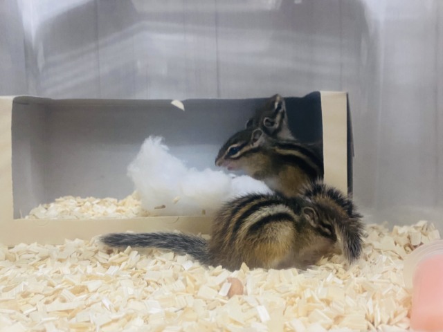 シマリス（ノーマル）