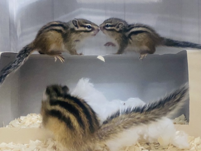 シマリス（ノーマル）