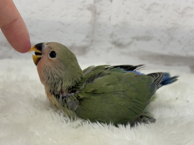 コザクラインコ（小桜インコ）